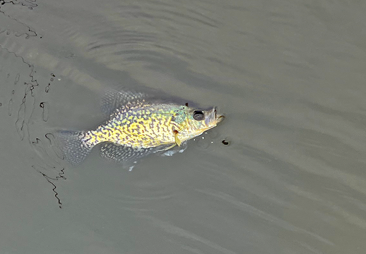 image of barotruma damaged crappie floating on the surface 