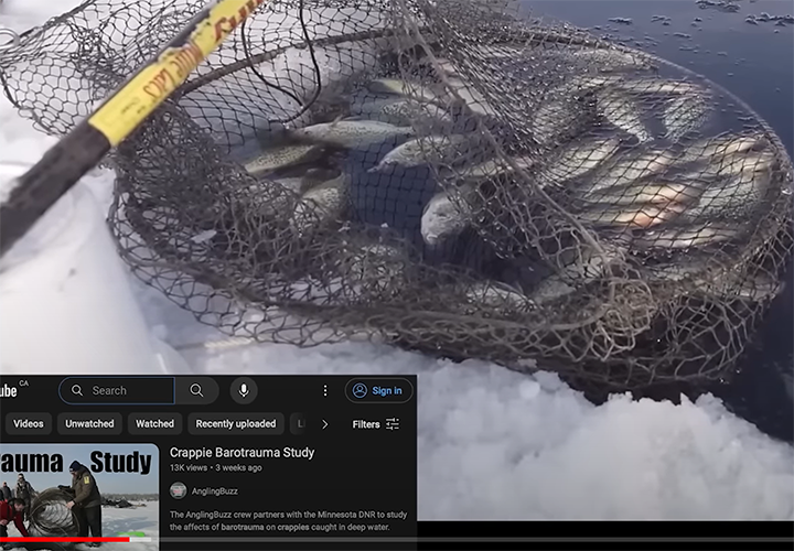 image of dead crappies in net after Lindner Media video about barotrauma