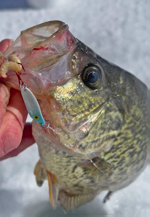 image of crappie with burst blood vessels caused by barotrauma