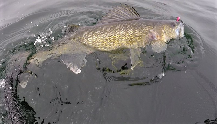 image of walleye brought to the net alongside boat