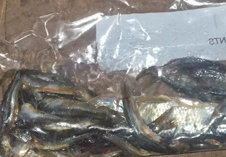 image of minnows preserved and frozen for fishing by Travis Verdegan