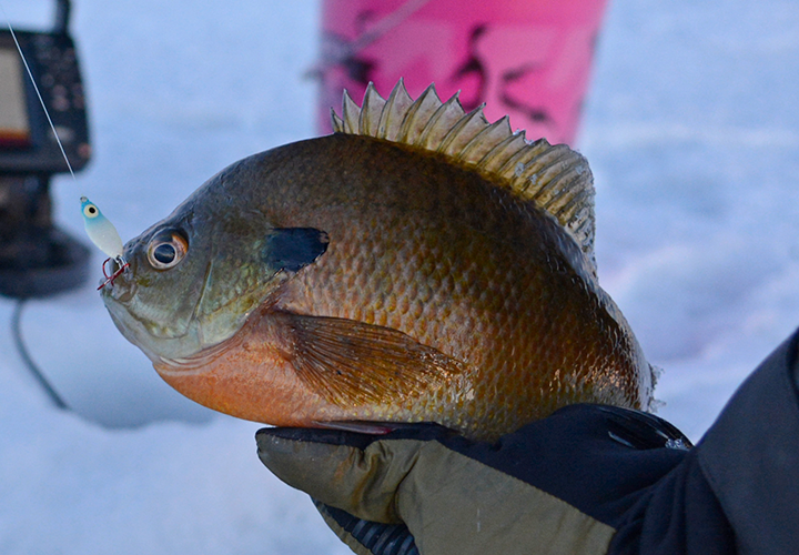 image of big bluegill caught ice fishing