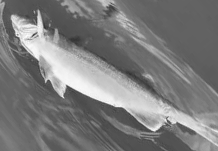 image of dead walleye floating on the water