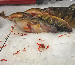 image of perch laying on the ice