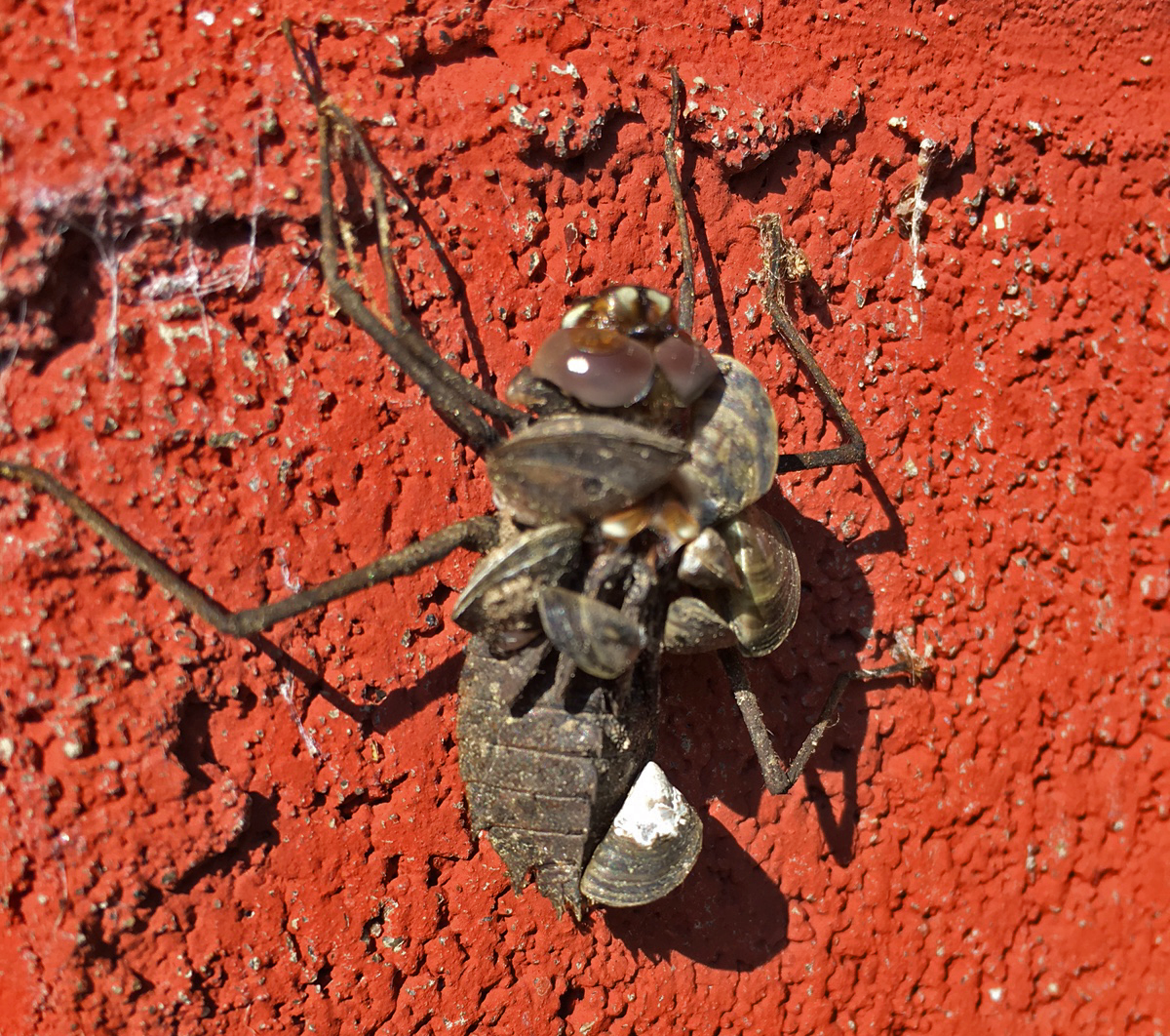 image of dragonfly nymph with zebra mussels attached