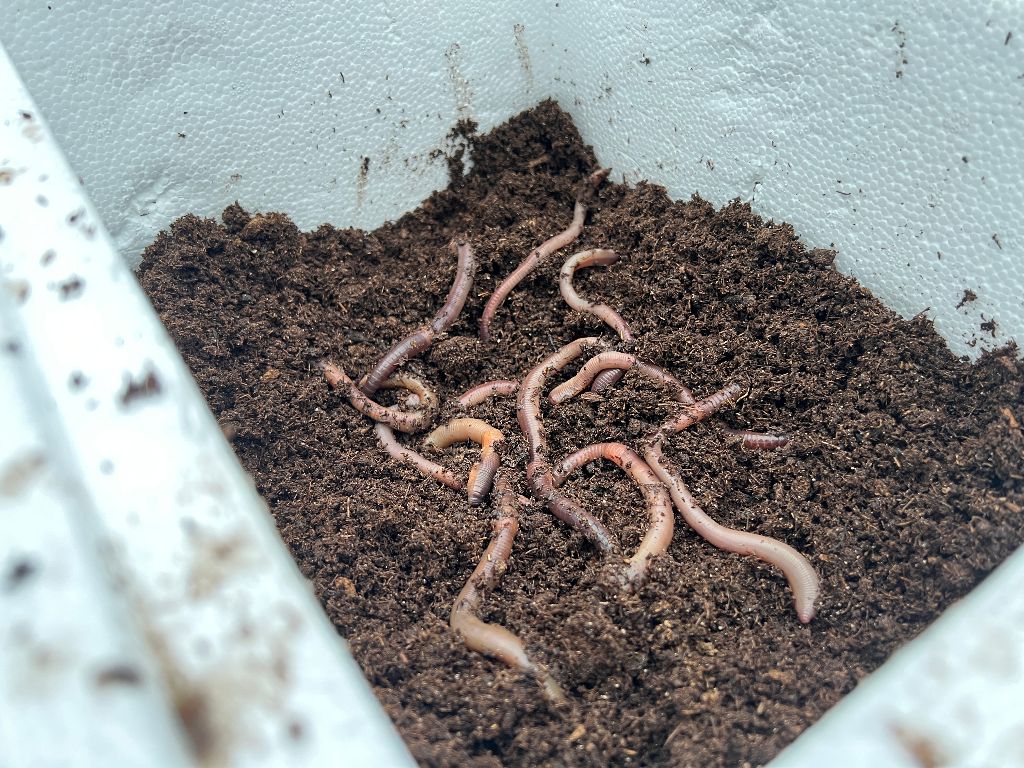 image of night crawlers in bedding