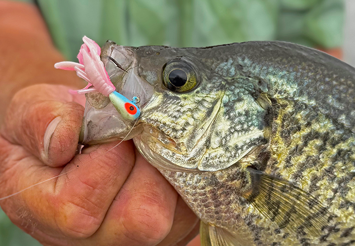 image of crappie caught on Berkeley's 1 inch power nymph