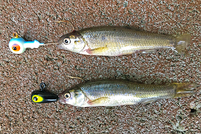 image of lindy jig and lindy live bait jig tipped with large fatheads