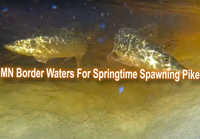 image of large northern pike spawning is shallow creek connected to Lake of the Woods