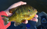 image of red ear sunfish