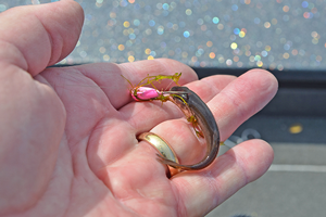 image of lindy live bait jig tipped with minnow