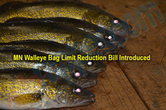 image links to article about bill to reduce walleye bag limit in minnesota