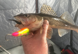 image of sauger caught on lake of the woods using Lindy Glow Streak 