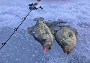 Image of nice crappies caught using Lindy Frostee Jig.