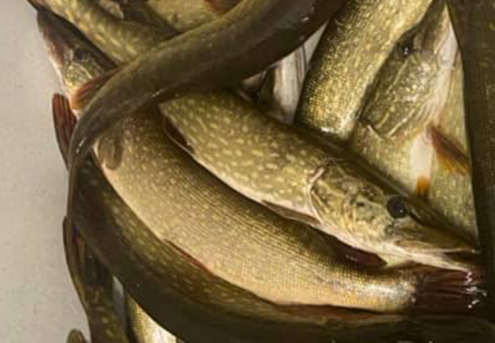 image of northern pike at the fish cleaning shack