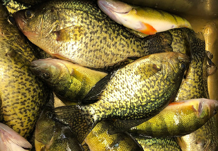 image of mixed bag crappie and perch catch from Lake Winnibigoshish