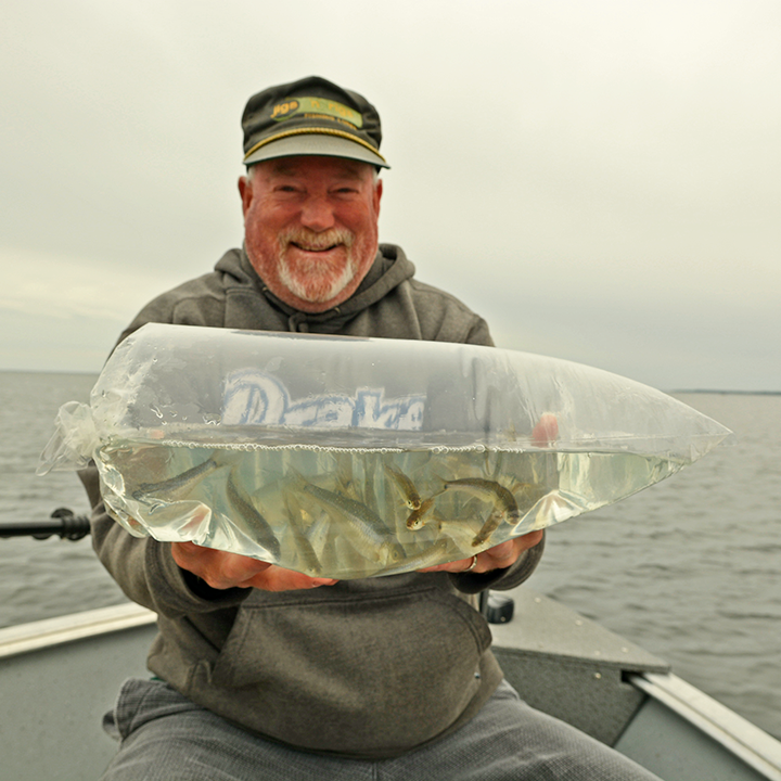 image of walleye angler holding an air bag filled with spottail shiners