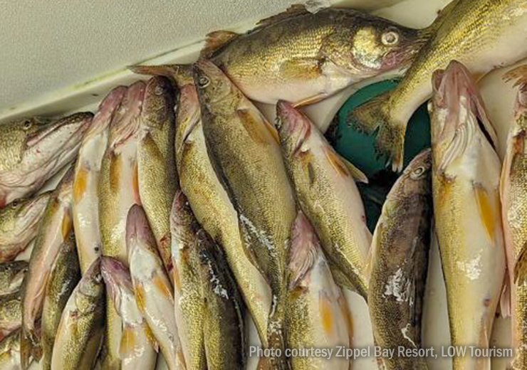 image of walleyes stacked up on fish filleting table at Zippel Bay Resort