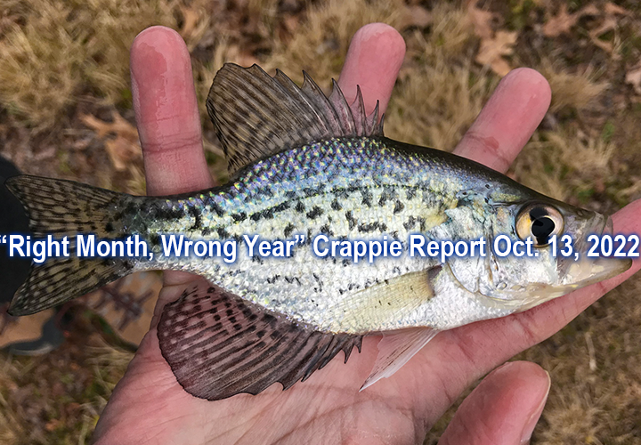 image links to fishing report about large year class of crappies in north central Minnesota