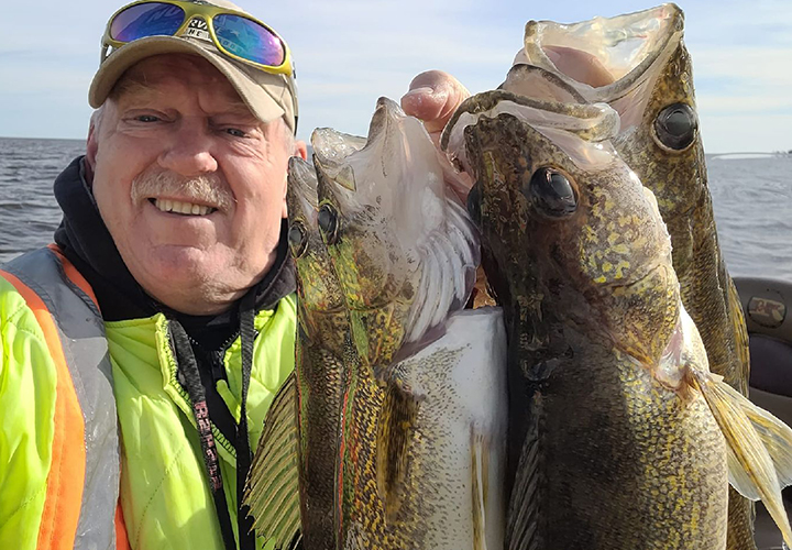 image of Curt Quesnell holding 4 walleyes on lake of the woods