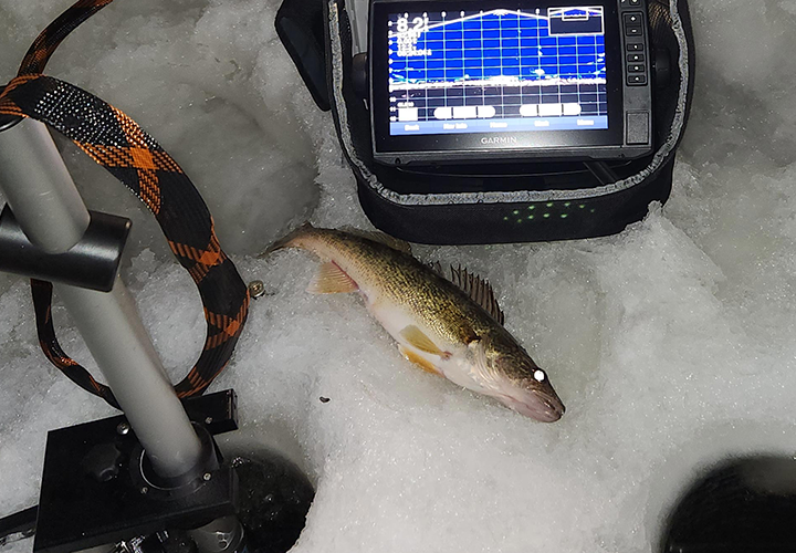 image of walleye laying on the ice in front of forward facing sonar