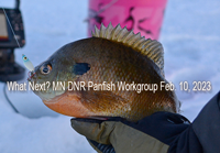 image of big bluegill caught ice fishing