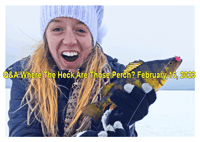 image of girl holding big perch caught on Bowstring Lake