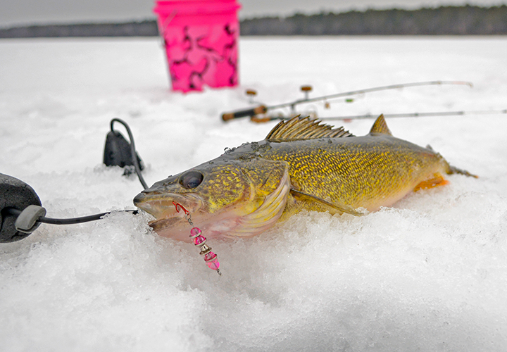 image of walleye caught ice fishing near Grand Rapids 