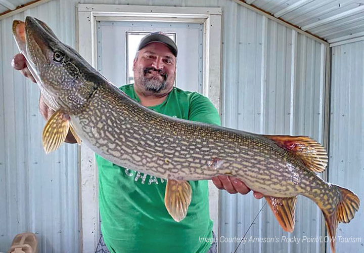 image of ice fisherman holding huge northern pike caught on Lake of the Woods