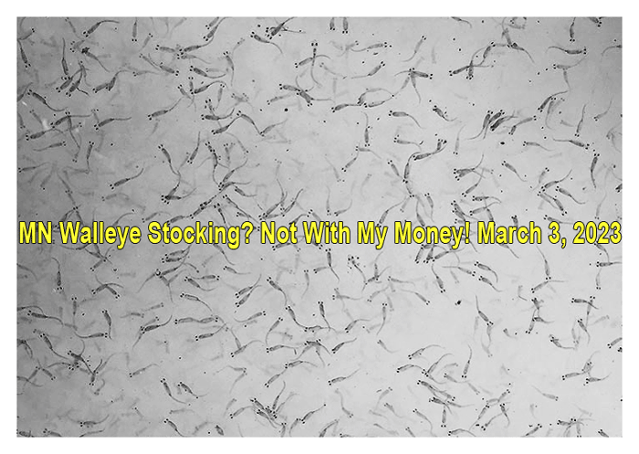 image of walleye fry links to article about walleye stocking