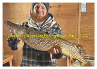 image of ice fisherman holding big walleye on lake of the woods