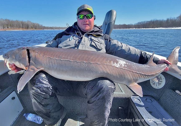 image of rainy river angler holding giant4 sturgeon. 