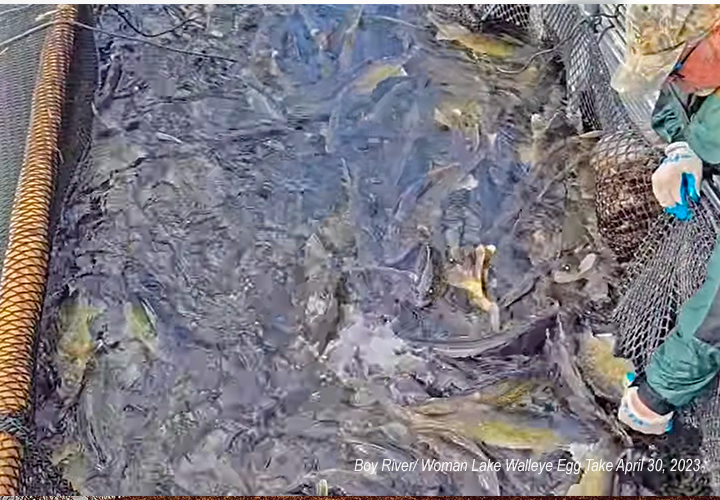 image of MN DNR Walleye Egg Take operation at Boy River