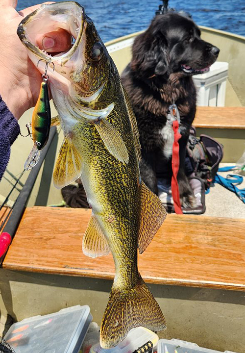 image of walleye caught by Dan Hamilton near Duluth MN 