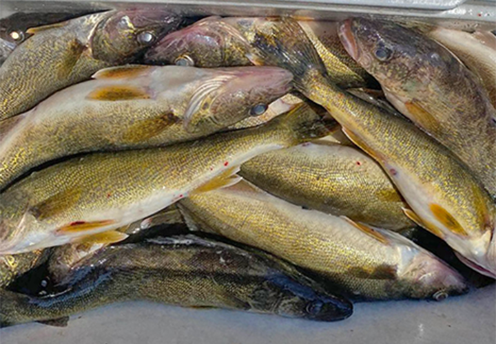 image of cooler filled with walleyes