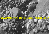 image links to article about Zebra Mussels and their impact on walleye fishing 
