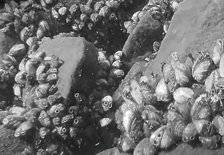image of Zebra Mussels on rocks