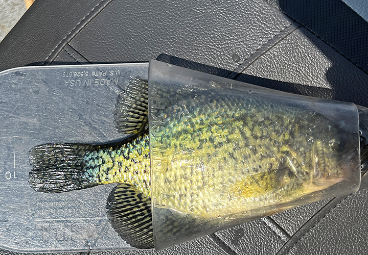image of crappie being measured on the ruler
