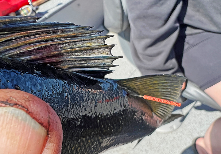 image of walleye tagged by the minnesota DNR