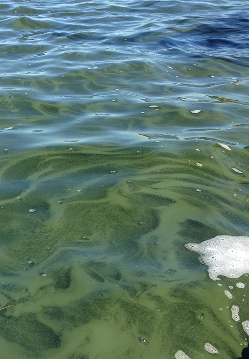 image of heavy algae bloom on the surface of bowstring lake