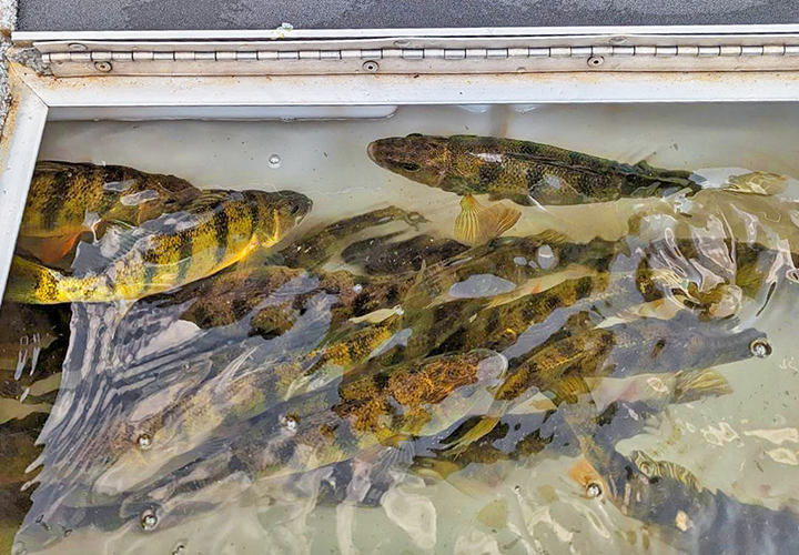 image of jumbo perch in the livewell