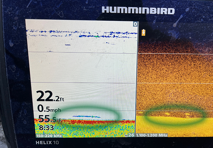 image of crappie on graph