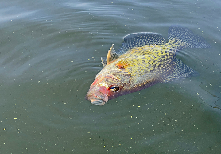 image of crappie suffering from the effects of barotrauma