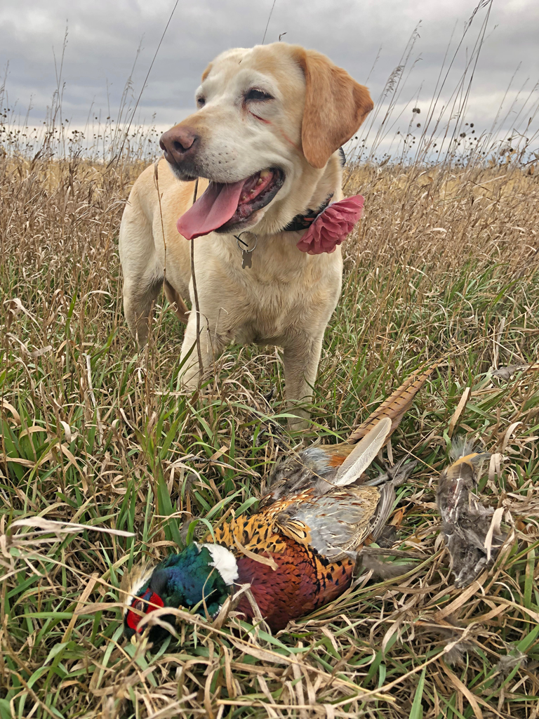 image of Jeff Sundin's yellow lab with rosster pheasant