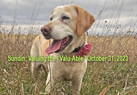 image of Jeff Sundin's yellow lab with rosster pheasant