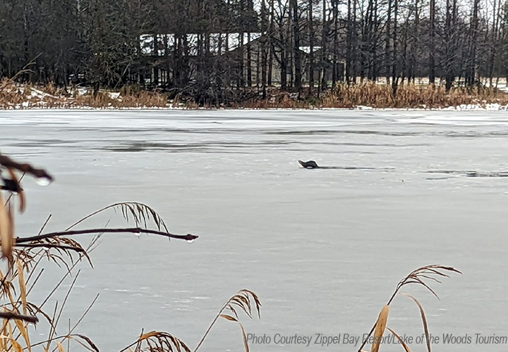 image of ice forming on Zippel Bay at Lake of the Woods