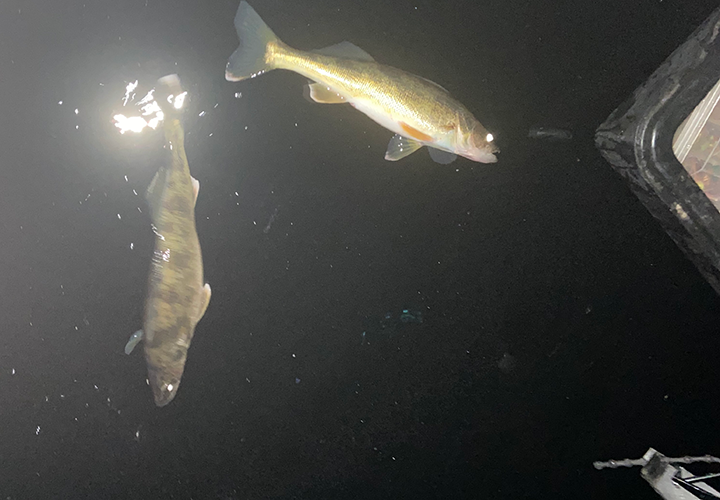 image of walleyes laying on the ice