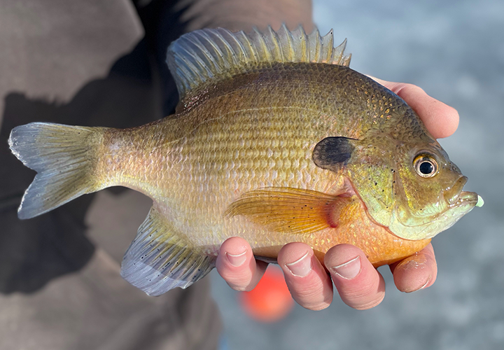 image of ice fisherman holding big bluegill caught near Ely MN 