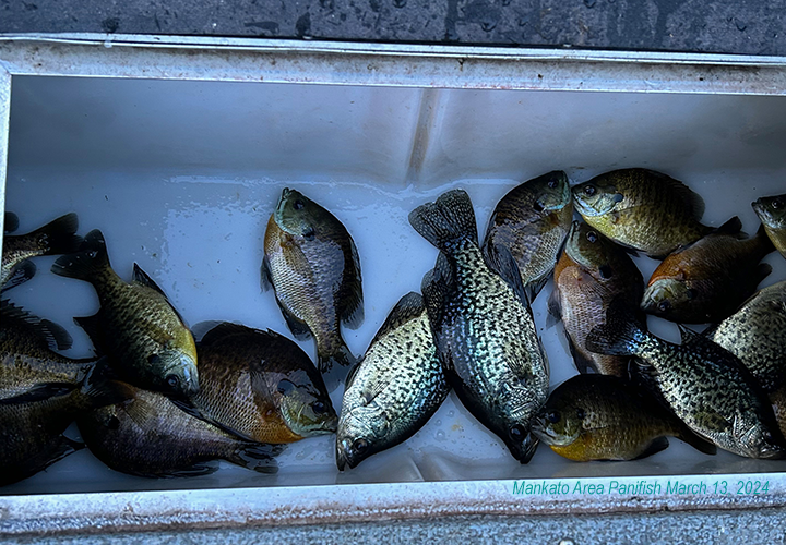 image of panfish in the livewell of fishing boat