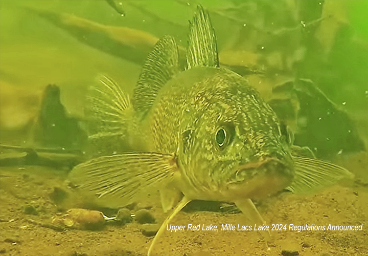 image of walleye looking into the camera